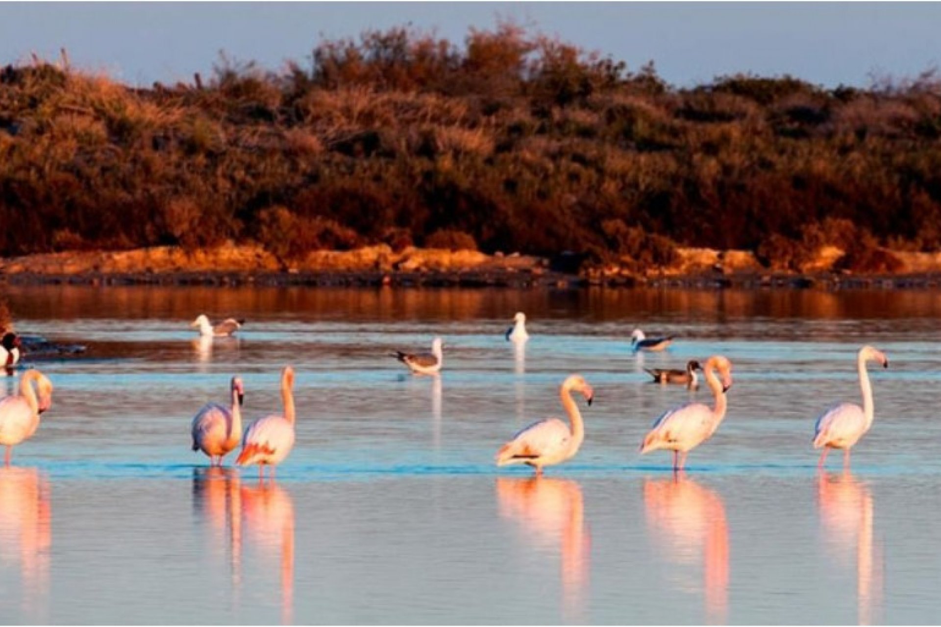 New Build - Villa -
San Pedro del Pinatar