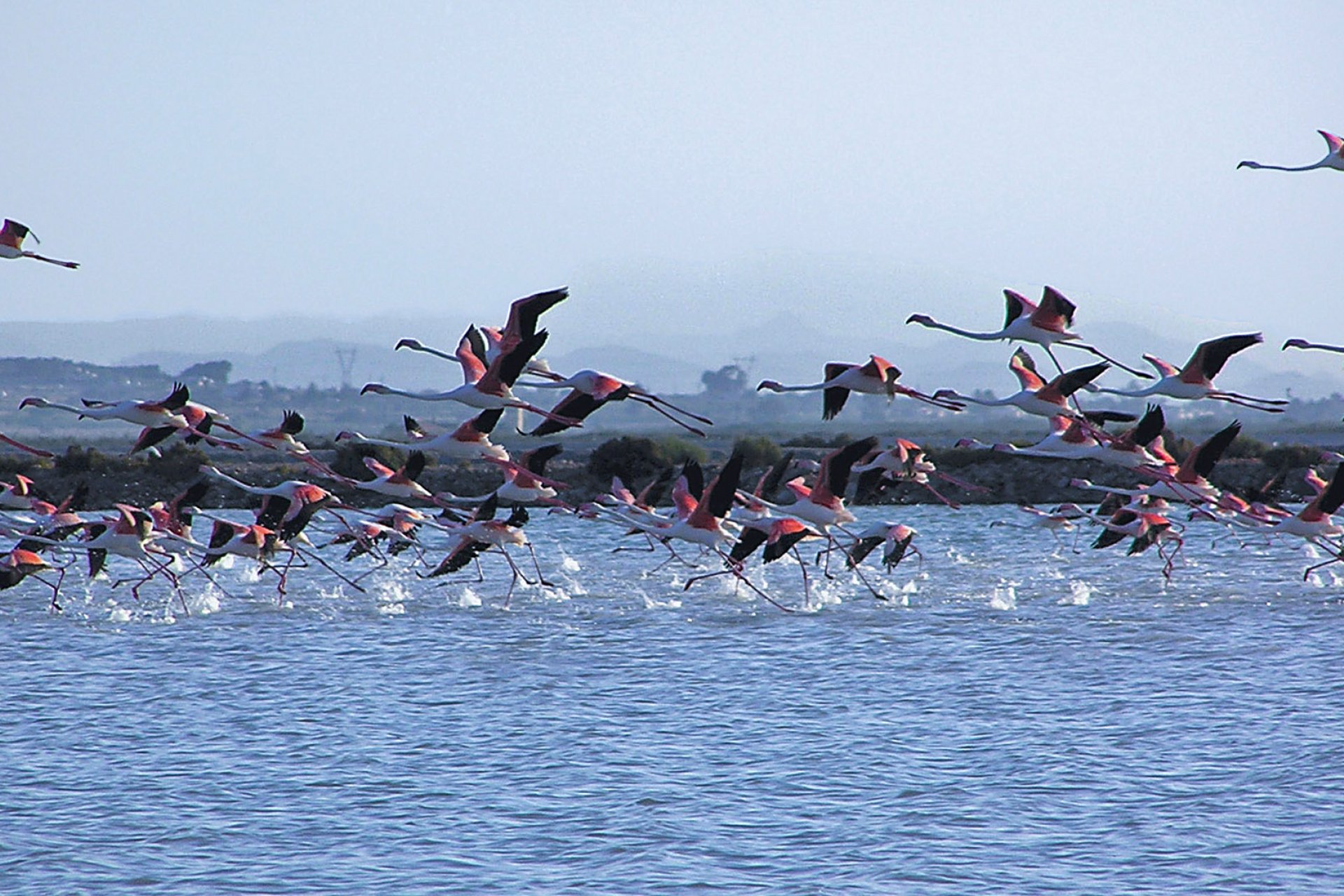 Nieuwbouw  - Appartement -
Alicante - Alicante (Alacant)