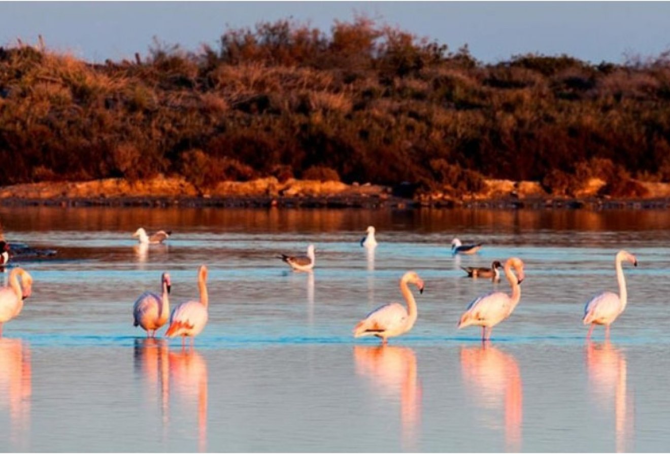 New Build - Villa -
San Pedro del Pinatar