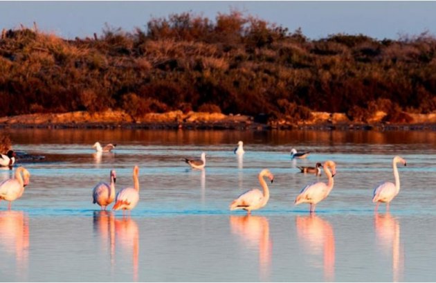 New Build - Villa -
San Pedro del Pinatar