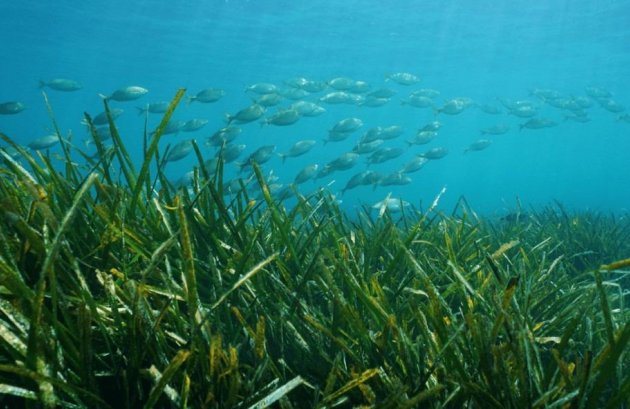 Nieuwbouw  - Villa -
Benissa - Racó Del Galeno