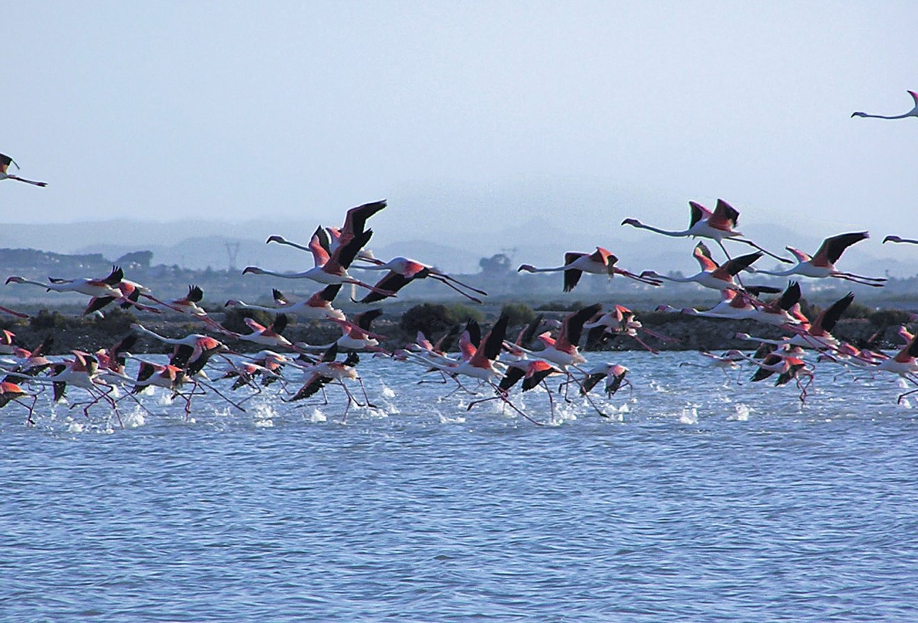 Nieuwbouw  - Appartement -
Alicante - Alicante (Alacant)