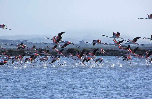 Nieuwbouw  - Appartement -
Alicante - Alicante (Alacant)